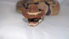cute-snakes-wear-hats-87__700.jpg