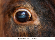 closeup-cows-eye-260nw-18526765.jpg