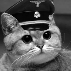 game cat hat.jpg