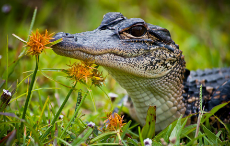 krokodile flower.jpg