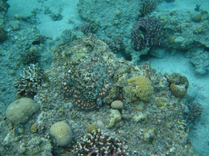 coral+octopus+1.JPG