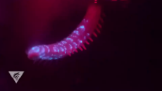 pulsing cucumber.webm