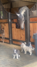 Horse is Perplexed by Border Collie Puppies.mp4