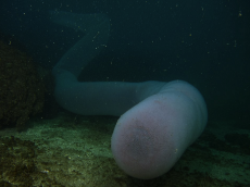 pyrosome.png