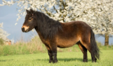 Shetland-pony-brown-1.png