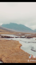 Hundreds of Horses in Iceland.mp4