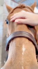 This Horse Is Clearly In A No Boys Club.mp4