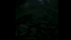 Eels_eating_pizza.mp4