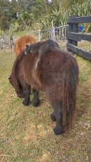 Kitty Goes for a Relaxing Ride on Mini Horse.mp4