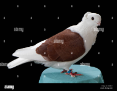 old-german-owl-fancy-pigeon-on-a-plain-black-background-D1D437-1627905110.jpg