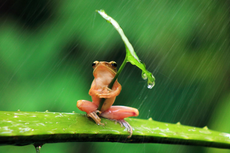 leaf frog.jpg
