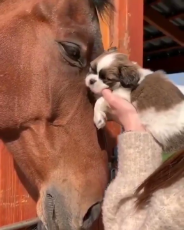 Life on Earth - Puppy and horse are now good friends.-1262122022198554624.mp4