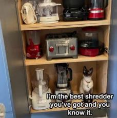 cat-appliance-shelf-blender-best-shredder-you-have.jpg