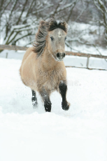 adorable-cute-bay-pony-running-winter-long-mane-35941733.jpg