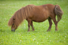 minature-shetland-pony-on-a-pasture-bavaria-germany-europe-533676600-58483b2b5f9b5851e5df1177.jpg