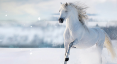 horse-white-color.jpg