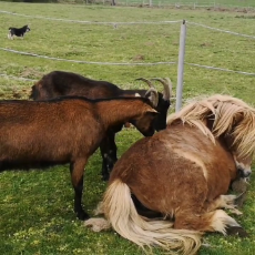 Goats Help Strip Pony's Winter Fur.mp4