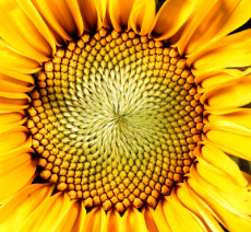 Close-up-head-sunflower.jpg