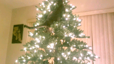 cat-christmas-tree-disaster.gif