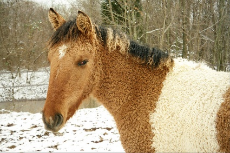Curly-Horse-Images.jpg