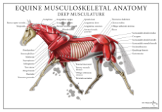 Equine-musculoskeletal-anatomy-deep-musculature-diagram.jpg