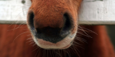 horse-nose-4.jpg