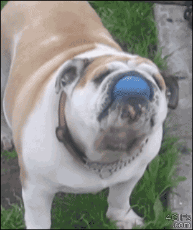 1470751093942.gif