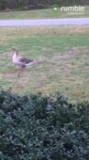 Girl taunts goose and gets a dose of instant karma.mp4
