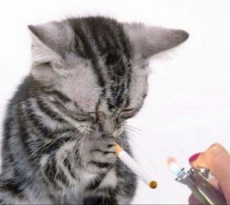tumblr_185e7ff8b0f40f5f826117def37e7afa_3b0454ae_1280.jpg