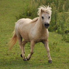 shetland_pony_xp.png
