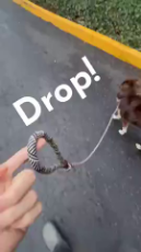 This dog is no dummy.mp4