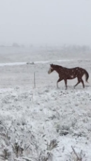 Horses and snow.mp4