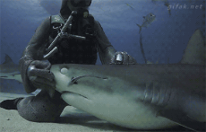 shark petting.gif