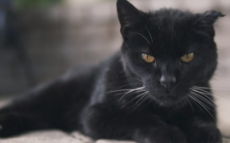 Black-Cat-Luck-Halloween-Cat-Pawlytics-1080x675.jpeg