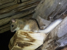 bushy-tailed_woodrat_beam.jpg