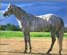 Gray Appaloosa Horse.jpg