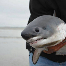 shark baby.jpg