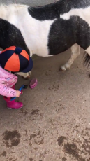 Two-Year-Old Cleans Shetland Pony's Hooves.mp4