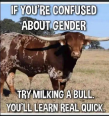 milking-a-bull.jpg