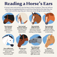 Reading-Horses-Ears-1-2048x2048-3912314554.jpg