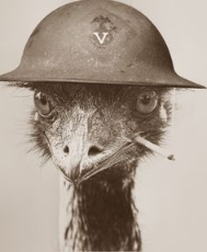 Emu_Trooper.jpg