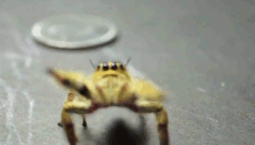 Hi.gif