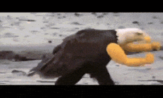 merica-bald-eagle.gif