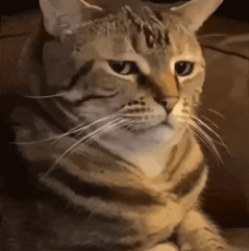 1719553729316420.gif
