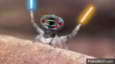 Peacock_Spider_With_Lightsabers.gif