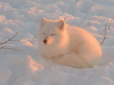 comfy snow fox.png