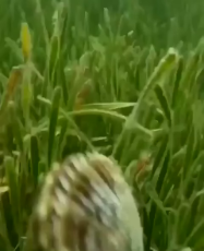 1657451407028.webm
