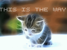 cat - this is the way.jpeg