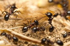 Black-Ants.jpg