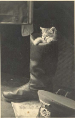 das boot cat.jpg